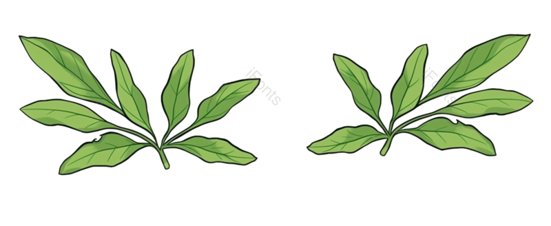 小满图片,蔬菜元素,绿色蔬菜PNG,植物免抠素材